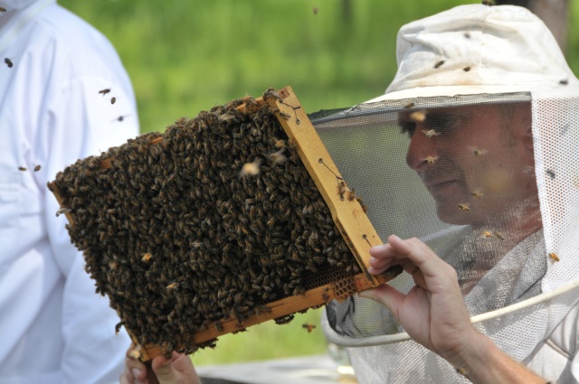 https://fdacsdpi.files.wordpress.com/2011/08/inmate-beekeeper-training-2.jpg?w=640